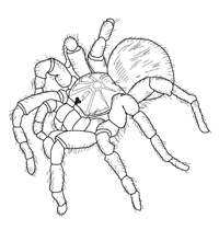 Spinnen - Kleurplaat016