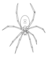 Spinnen - Kleurplaat021
