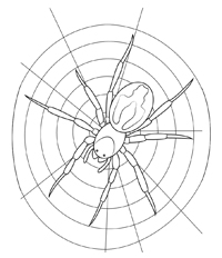 Spinnen - Kleurplaat027