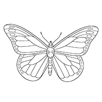 Vlinders - Kleurplaat005