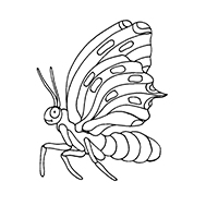 Vlinders - Kleurplaat008