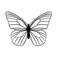 Vlinders - Kleurplaat016