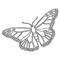 Vlinders - Kleurplaat024