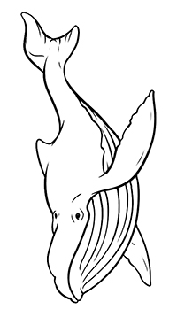Walvissen - Kleurplaat022