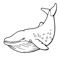 Walvissen - Kleurplaat024