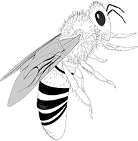 Wespen En Bijen - Kleurplaat003