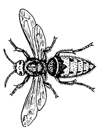 Wespen En Bijen - Kleurplaat004
