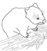 Wombats - Kleurplaat002