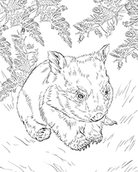Wombats - Kleurplaat003
