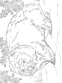 Wombats - Kleurplaat010