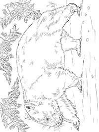 Wombats - Kleurplaat011