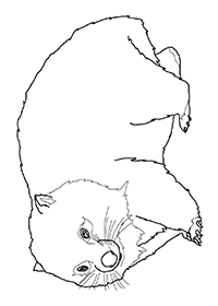 Wombats - Kleurplaat012