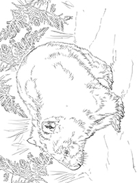 Wombats - Kleurplaat013